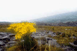 Burren